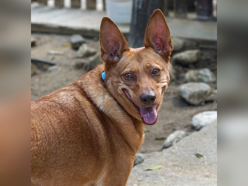 Roza sucht ein Zuhause