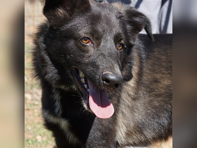 Candy sucht ein Zuhause