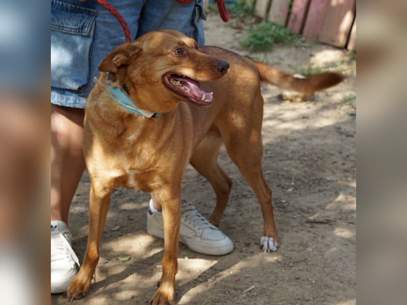 Roza sucht ein Zuhause