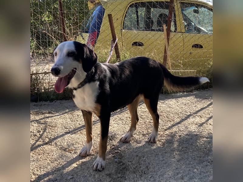 Diana sucht ein Zuhause