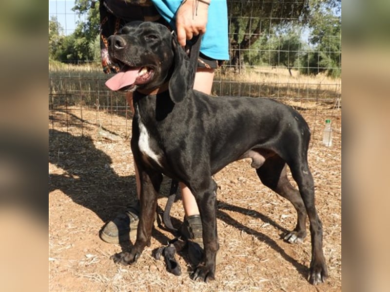 Tsimo sucht ein Zuhause