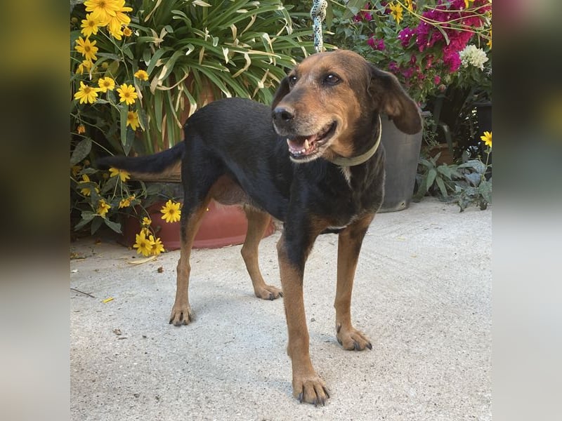 Meizi sucht ein Zuhause