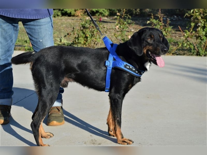 Bingo sucht ein Zuhause