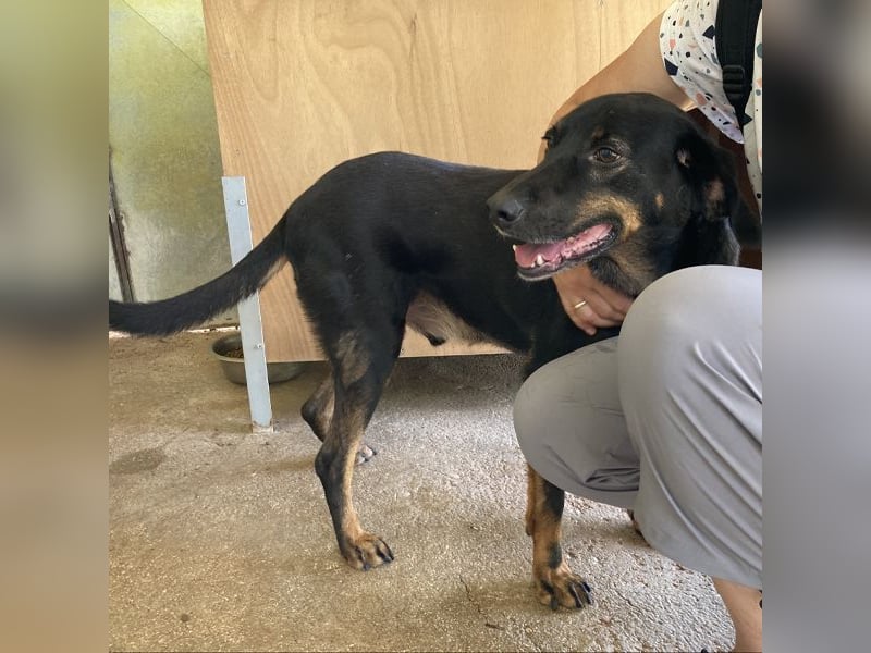 Bingo sucht ein Zuhause