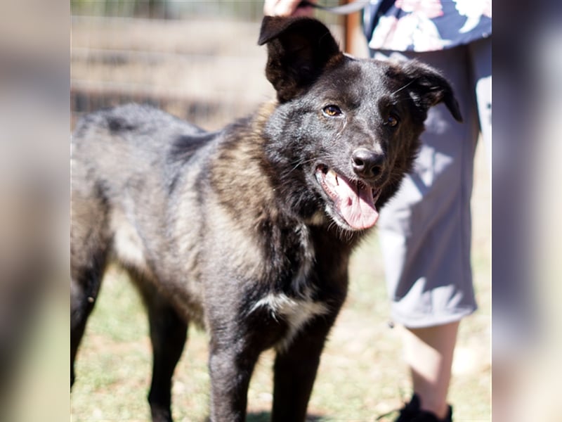 Candy sucht ein Zuhause