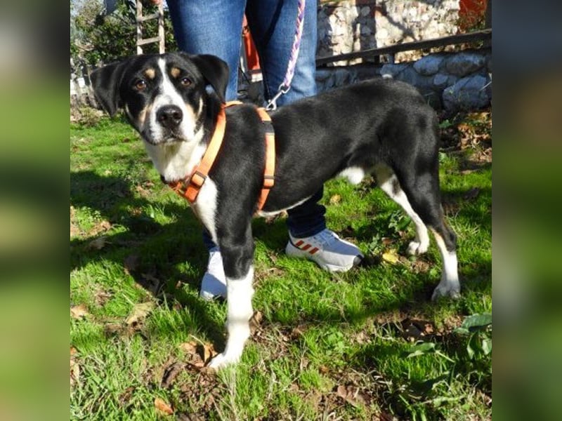 Hübscher Artemis sucht ein Zuhause