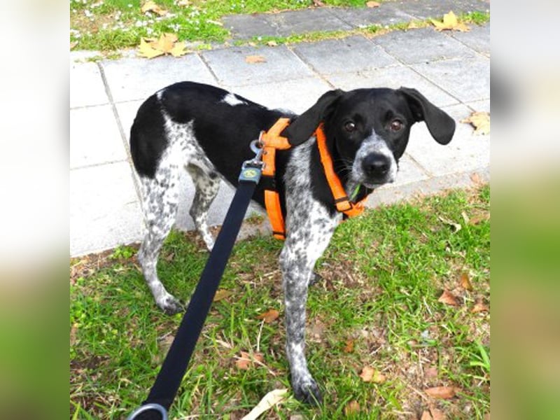 Merlin sucht ein Zuhause