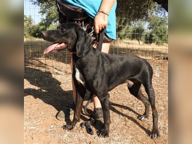 Tsimo sucht ein Zuhause