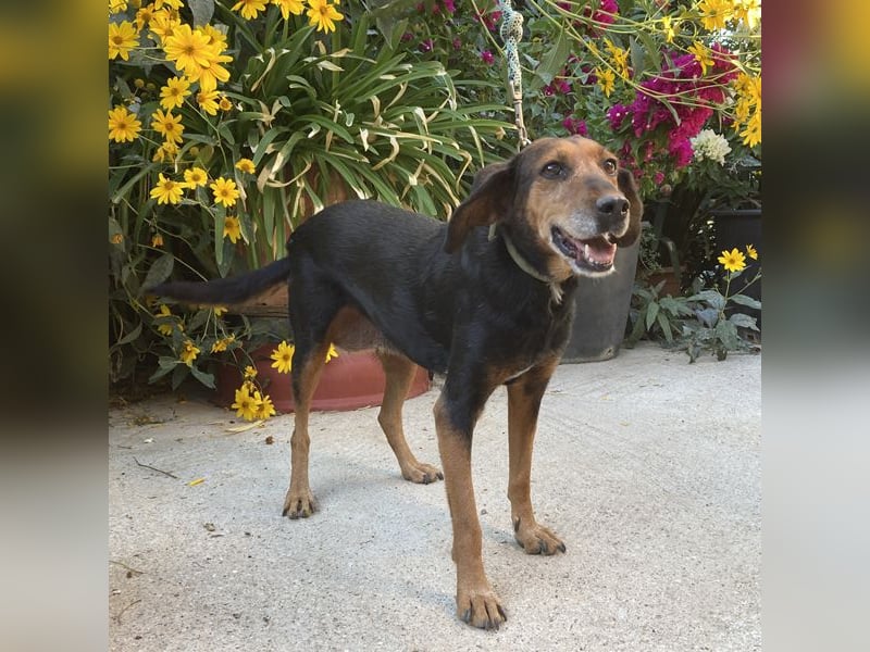 Meizi sucht ein Zuhause