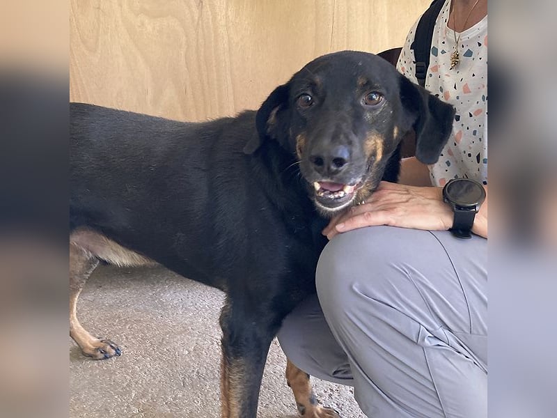 Bingo sucht ein Zuhause