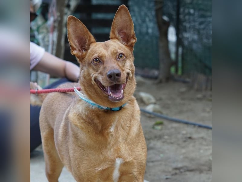 Roza sucht ein Zuhause