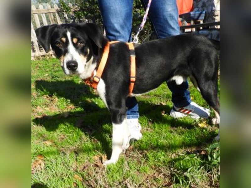 Hübscher Artemis sucht ein Zuhause