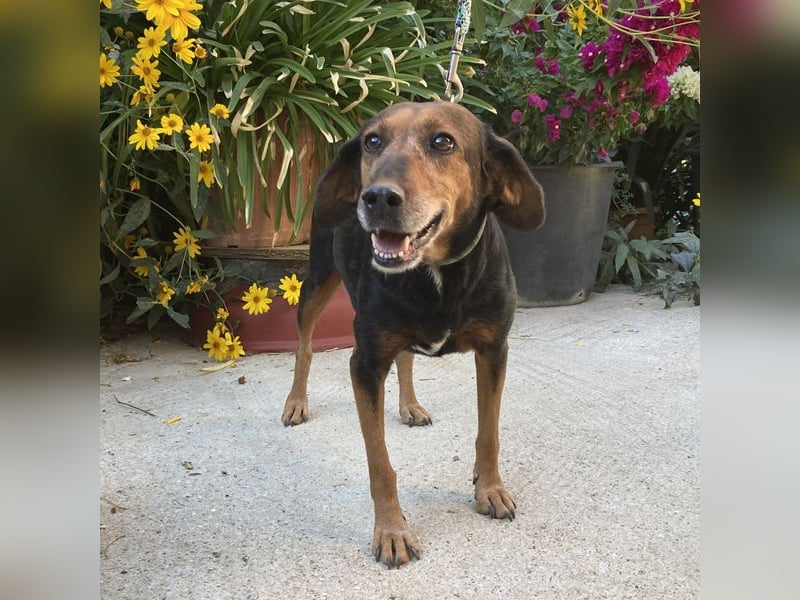 Meizi sucht ein Zuhause