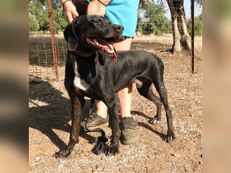 Tsimo sucht ein Zuhause