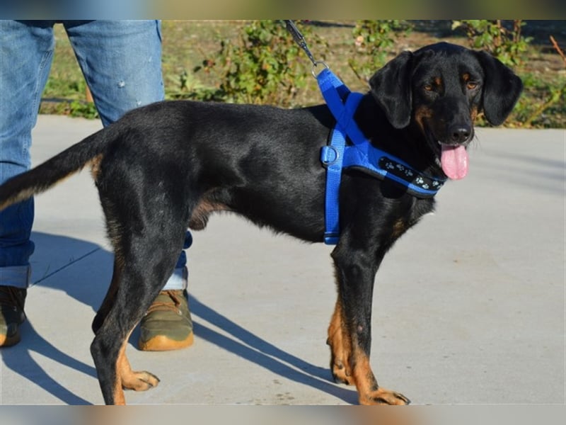 Bingo sucht ein Zuhause