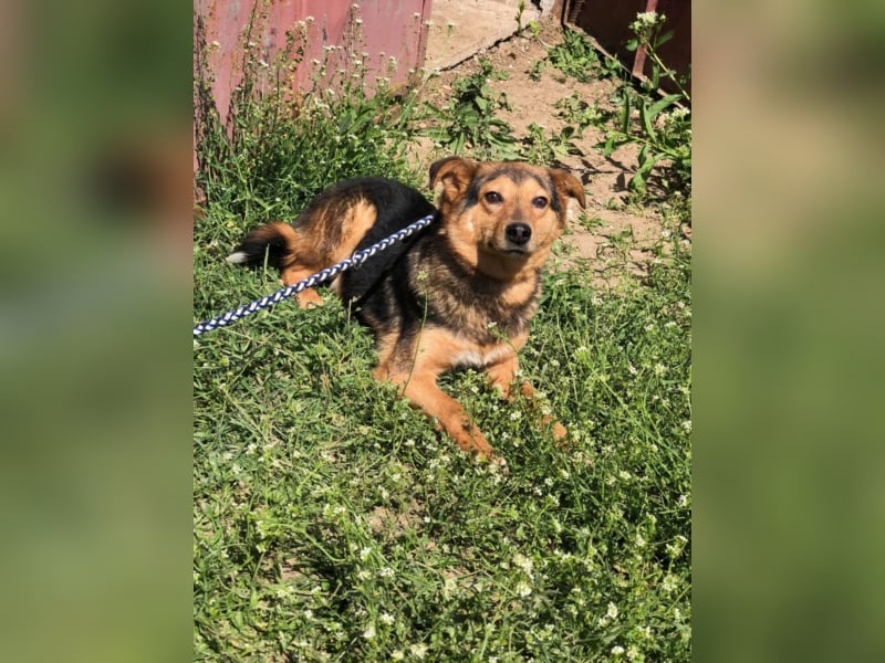 PFLEGESTELLEN FÜR HUNDE GESUCHT