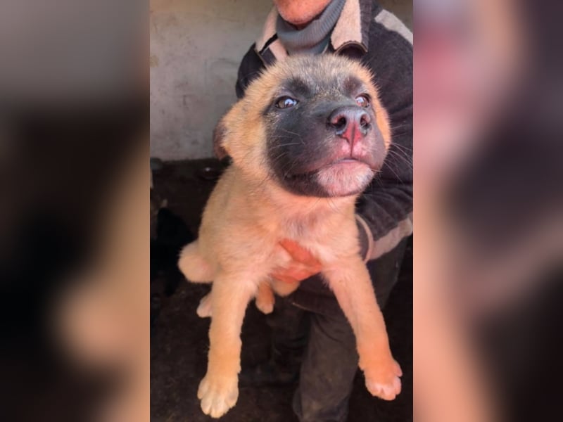 PFLEGESTELLEN FÜR HUNDE GESUCHT