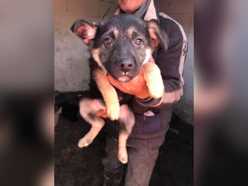 PFLEGESTELLEN FÜR HUNDE GESUCHT