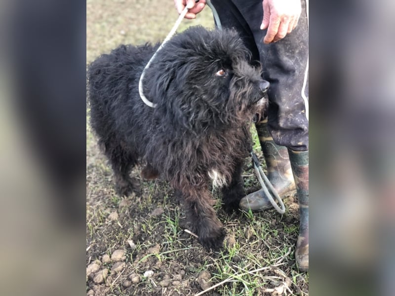 PFLEGESTELLEN FÜR HUNDE GESUCHT