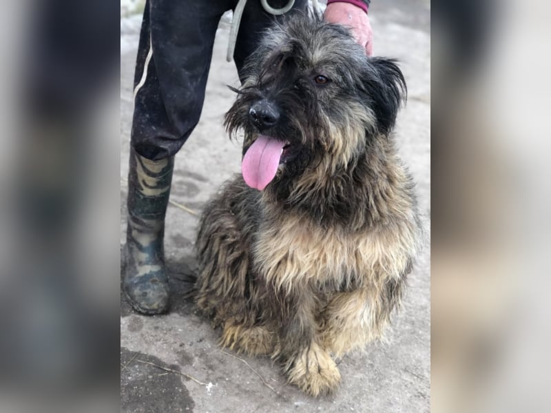 PFLEGESTELLEN FÜR HUNDE GESUCHT