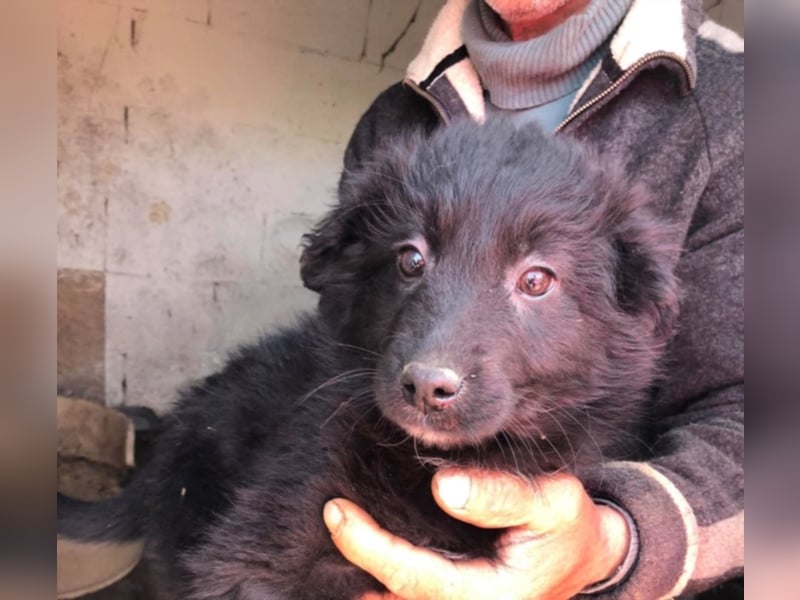 PFLEGESTELLEN FÜR HUNDE GESUCHT