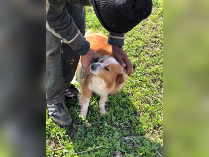 PFLEGESTELLEN FÜR HUNDE GESUCHT