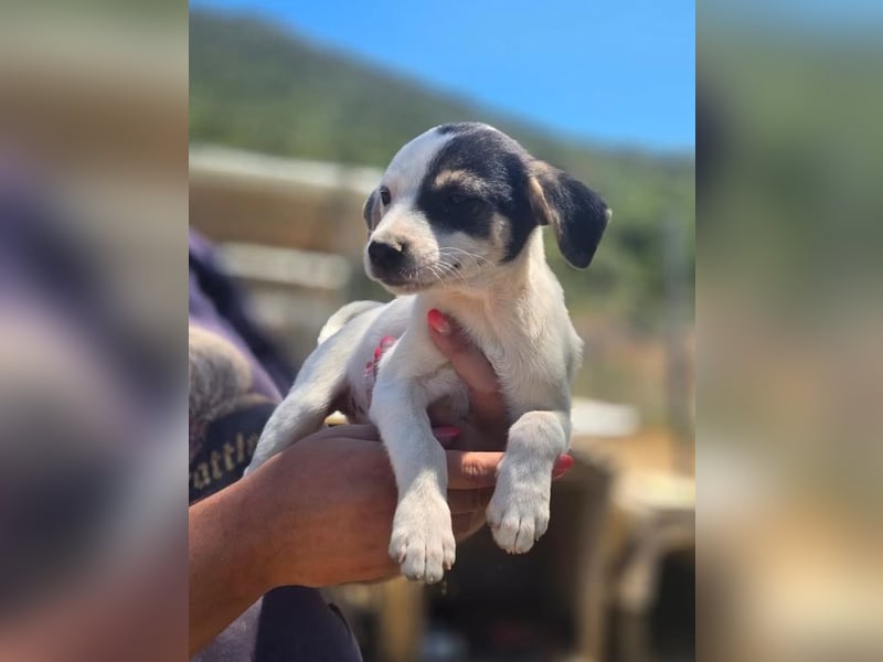 Pippa – kleines Welpenmädchen zum Verlieben!