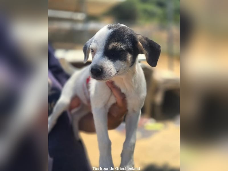 Pippa – kleines Welpenmädchen zum Verlieben!