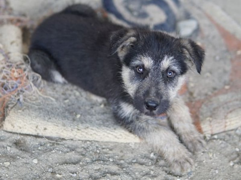 Hossam, geb. ca. 01/26 , lebt in GRIECHENLAND, auf einer privaten Pflegestelle