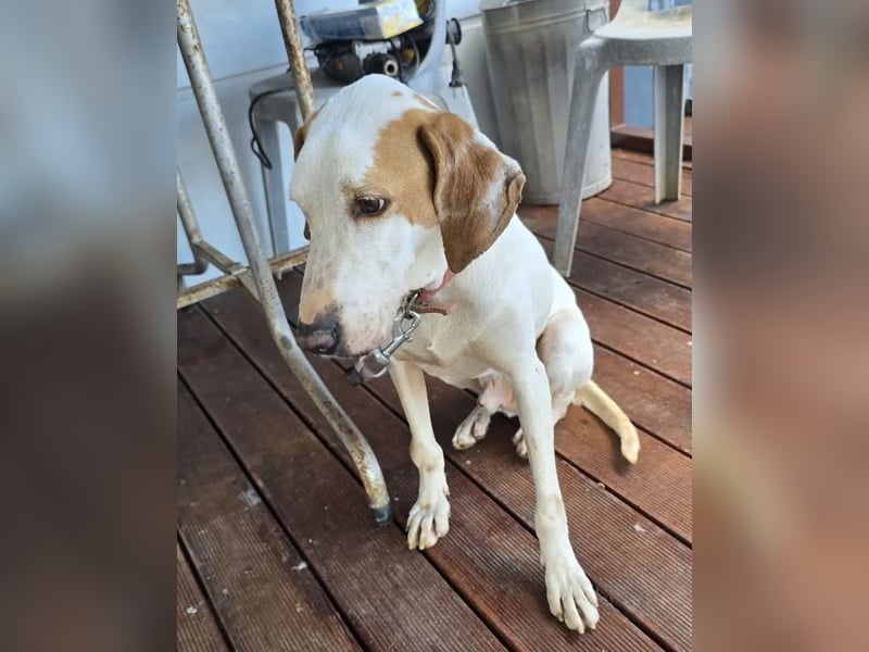 Monty – freundlicher Jagdhund Mix mit guter Laune
