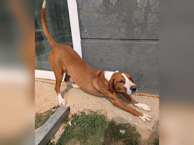 Freddy - ein aktiver und kluger Begleiter ❤️ Bereits auf PS in 58452 Witten, DE!