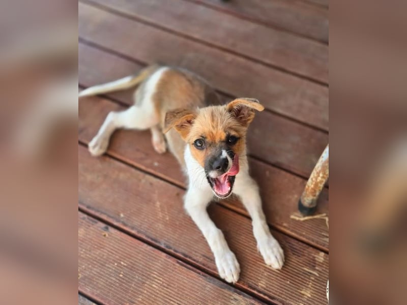 Mavy – kleine Maus mit ganz viel guter Laune ❤️