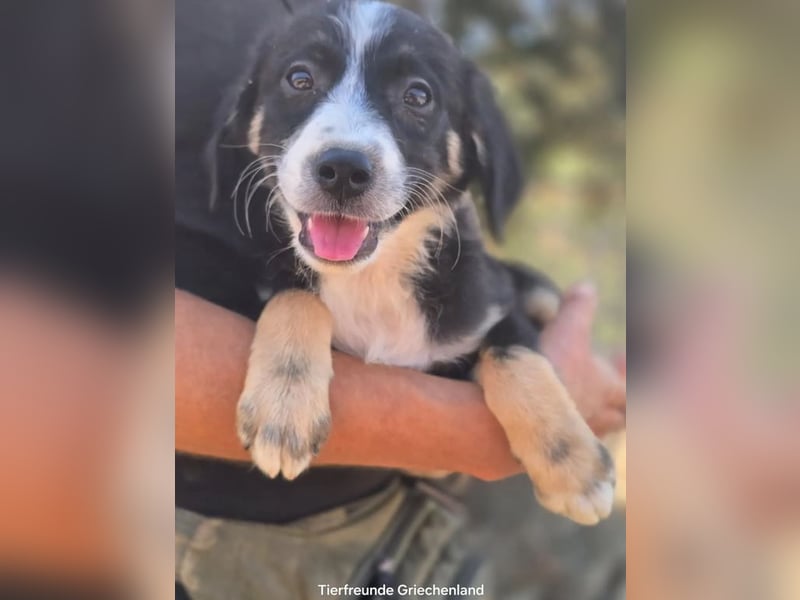 Scooby – kleiner Herzensbrecher ❤️