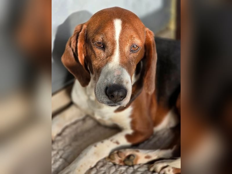 Tilly Jagdhund Mix mit großem Herz ❤️