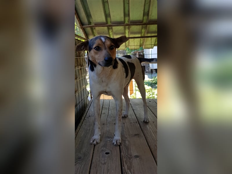 Spike  (Santuhalm-Shelter Rumänien)