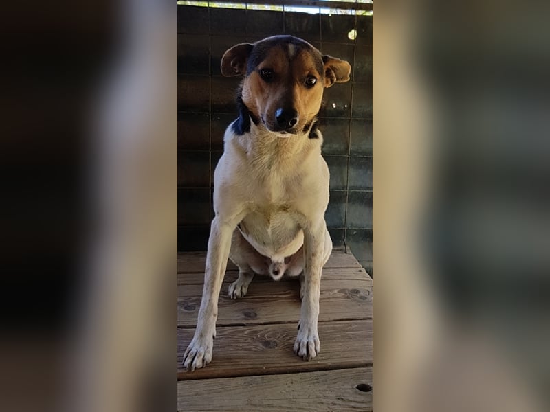 Spike  (Santuhalm-Shelter Rumänien)