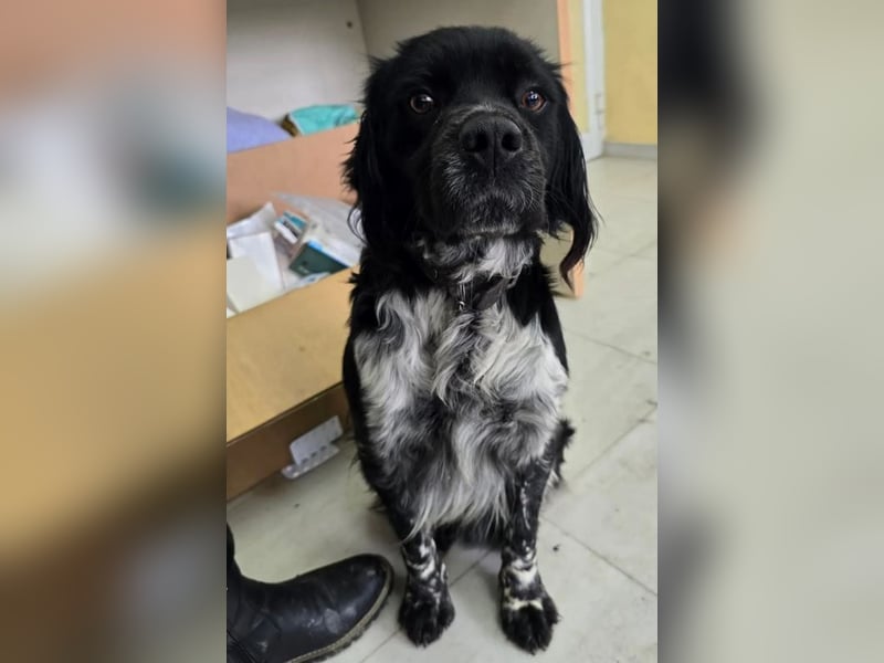 Brook – feiner Beobachter mit großem Herz 