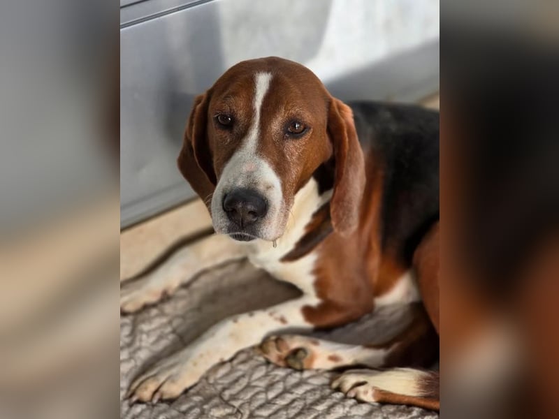 Tilly Jagdhund Mix mit großem Herz ❤️