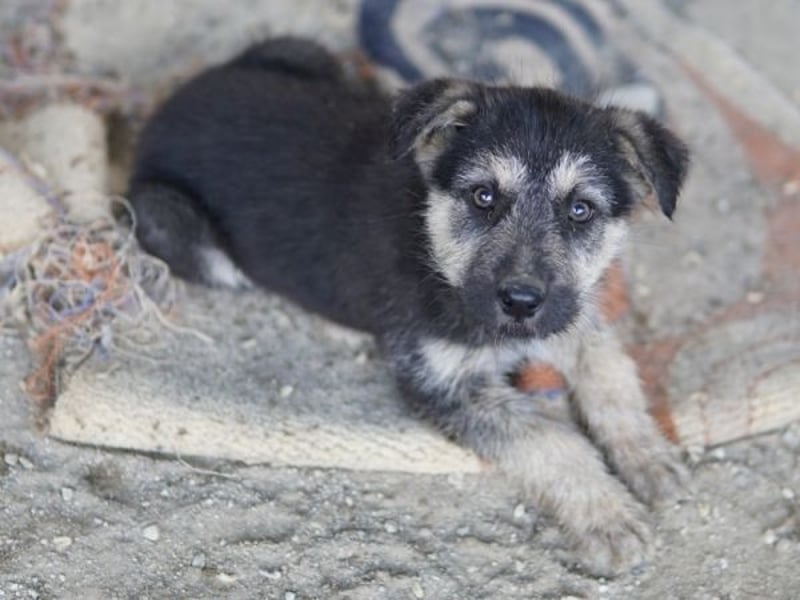 Hossam, geb. ca. 01/26 , lebt in GRIECHENLAND, auf einer privaten Pflegestelle