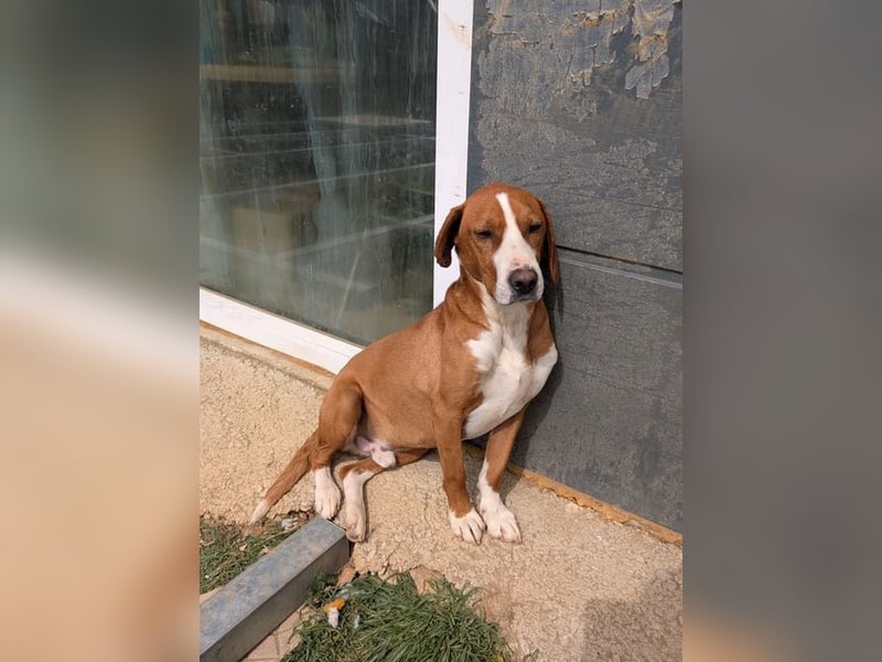 Freddy - ein aktiver und kluger Begleiter ❤️ Bereits auf PS in 58452 Witten, DE!