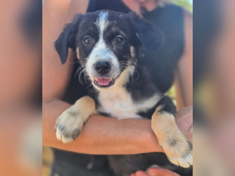 Scooby – kleiner Herzensbrecher ❤️