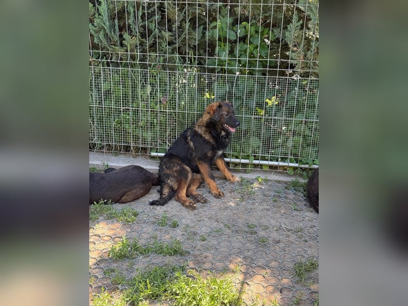 Vito