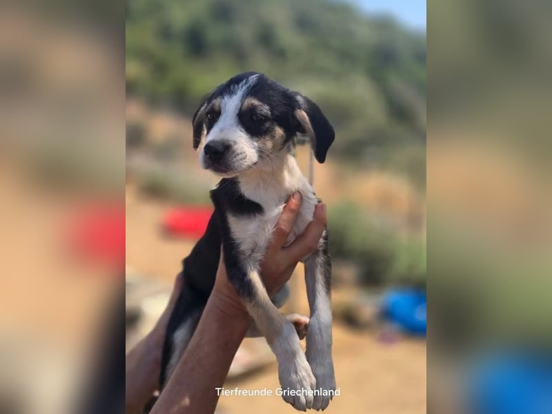 Stella – bereit dein Herz zu erobern