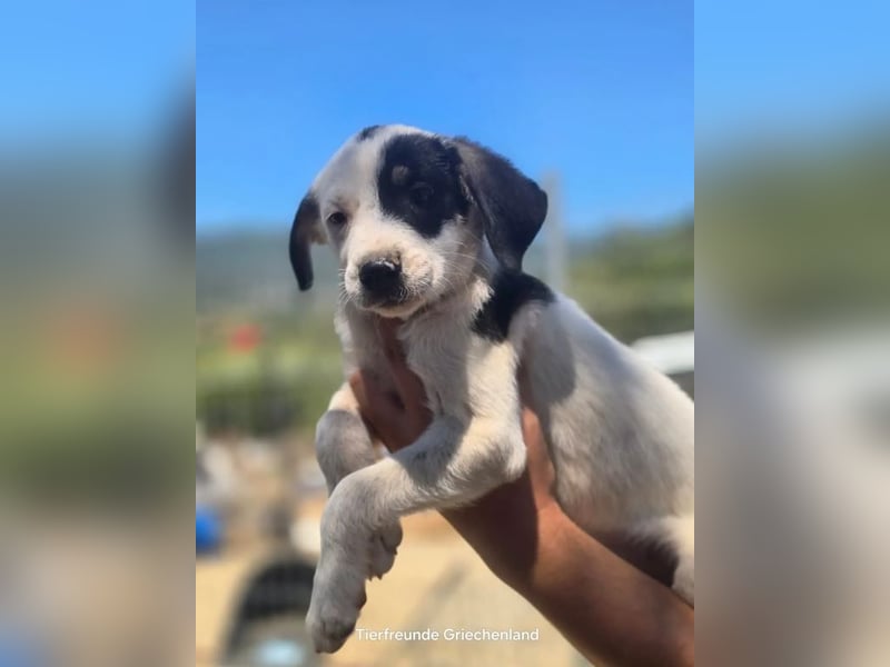 Sparrow - kleiner Herzenshund sucht sein Glück!