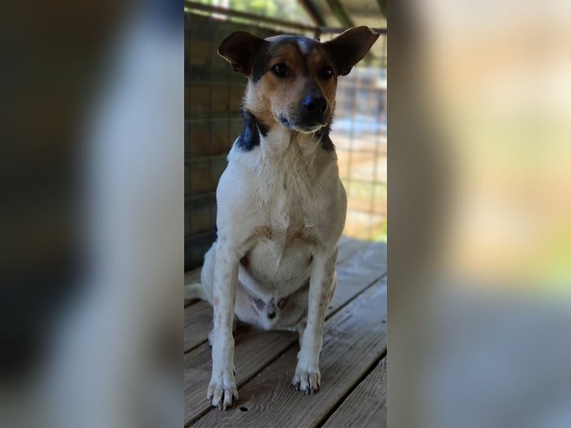 Spike  (Santuhalm-Shelter Rumänien)