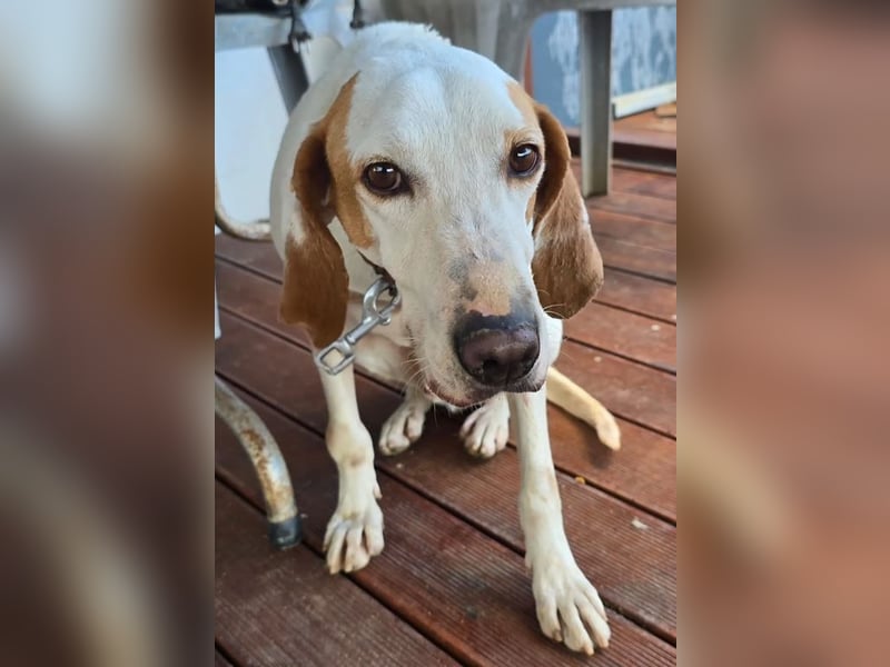 Monty – freundlicher Jagdhund Mix mit guter Laune