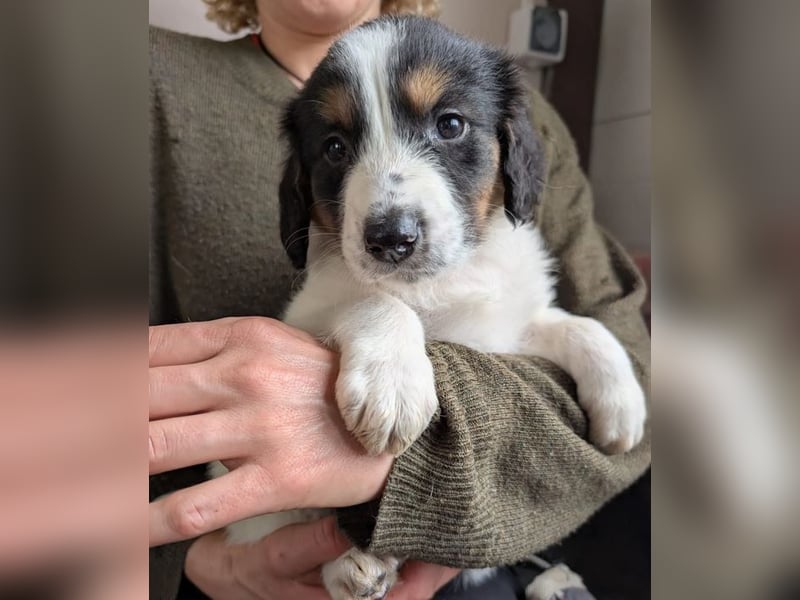 Franz – ein junger Rüde am Beginn seines Weges 