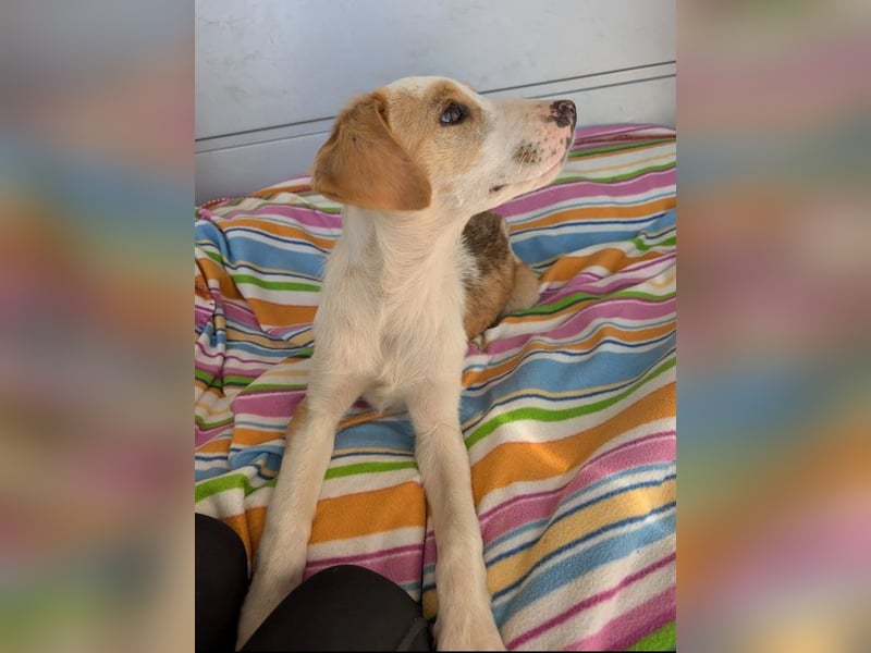 Fanni – kleines Mädchen auf der Suche nach Liebe 