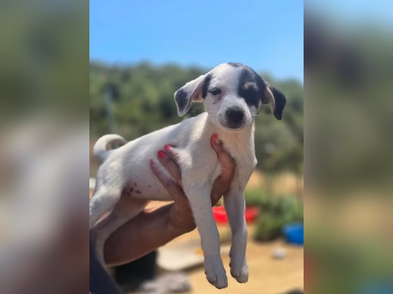 Pippa – kleines Welpenmädchen zum Verlieben!