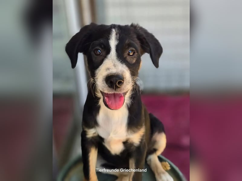 Scooby – kleiner Herzensbrecher ❤️
